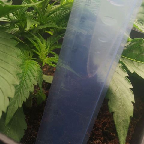 Skunk Sensi seed féminisé  #1 growlog photo: 13 cm le plus petit
27 le plus grand 🤔