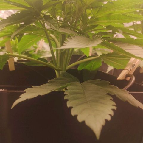 Skunk Sensi seed féminisé  #1 growlog photo: 13 cm le plus petit
27 le plus grand 🤔