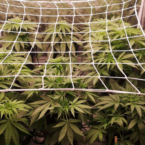 Skunk Sensi seed féminisé  #1 growlog photo: 40cm de haut
Rehausse lumière 10 cm