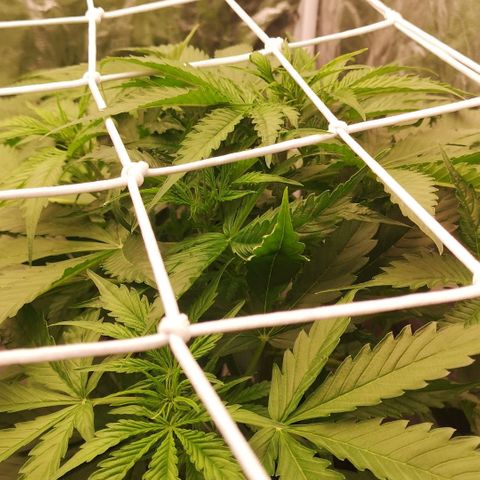 Skunk Sensi seed féminisé  #1 growlog photo: 40cm de haut
Rehausse lumière 10 cm