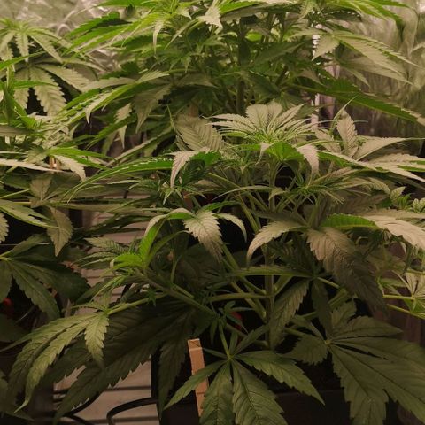 Skunk Sensi seed féminisé  #1 growlog photo: 40cm de haut
Rehausse lumière 10 cm
