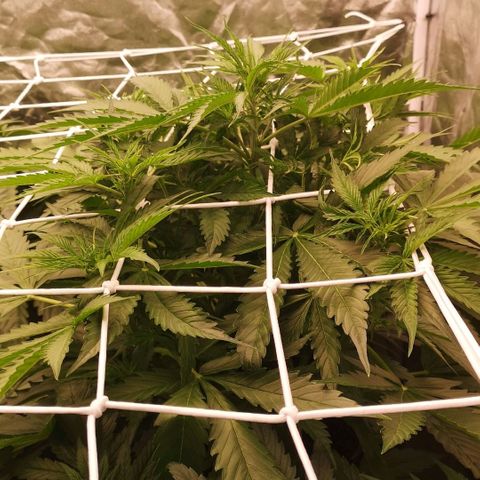 Skunk Sensi seed féminisé  #1 growlog photo: Celui du milieu pousse pas...
Taille feuille gênante !!! 