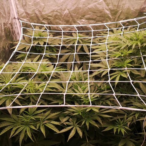 Skunk Sensi seed féminisé  #1 growlog photo: Celui du milieu pousse pas...
Taille feuille gênante !!! 