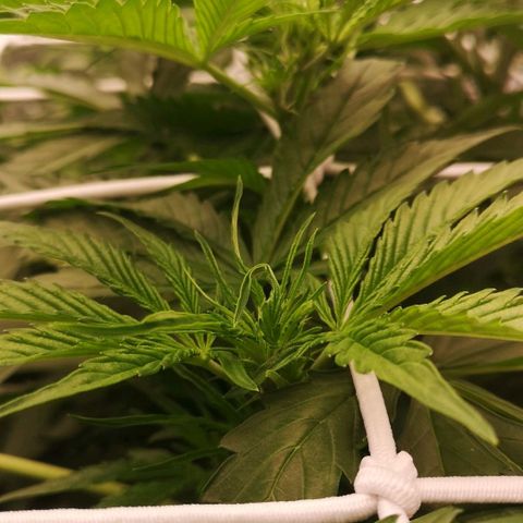 Skunk Sensi seed féminisé  #1 growlog photo: Celui du milieu pousse pas...
Taille feuille gênante !!! 