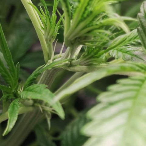 Skunk Sensi seed féminisé  #1 growlog photo: Celui du milieu pousse pas...
Taille feuille gênante !!! 