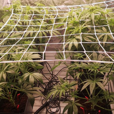 Skunk Sensi seed féminisé  #1 growlog photo: 3 enlever
Defoliation
3 goutteur par plantes 