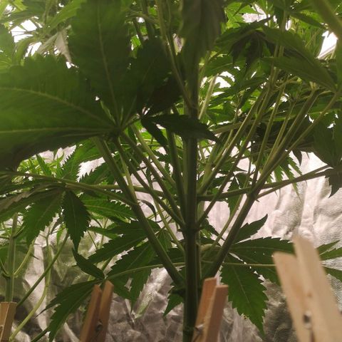 Skunk Sensi seed féminisé  #1 growlog photo: 3 enlever
Defoliation
3 goutteur par plantes 