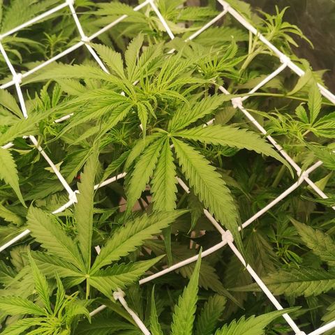 Skunk Sensi seed féminisé  #1 growlog photo: 3 enlever
Defoliation
3 goutteur par plantes 