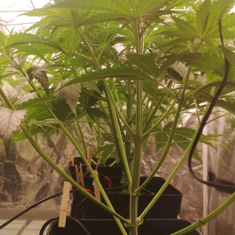 Skunk Sensi seed féminisé  #1 growlog photo: 3 enlever
Defoliation
3 goutteur par plantes 