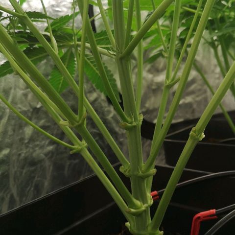 Skunk Sensi seed féminisé  #1 growlog photo: Ras
