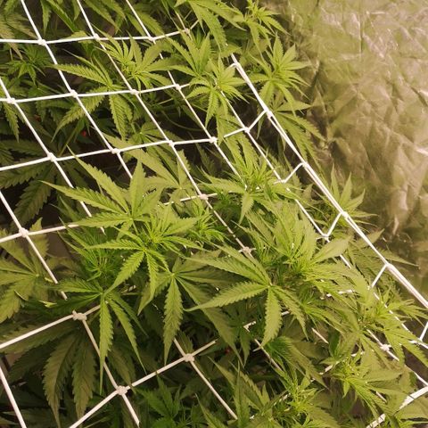 Skunk Sensi seed féminisé  #1 growlog photo: Ras