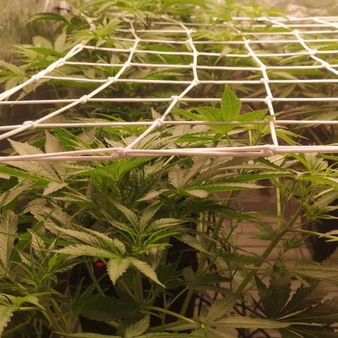 Skunk Sensi seed féminisé  #1 growlog photo: Ras