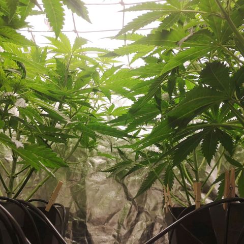 Skunk Sensi seed féminisé  #1 growlog photo: Ras