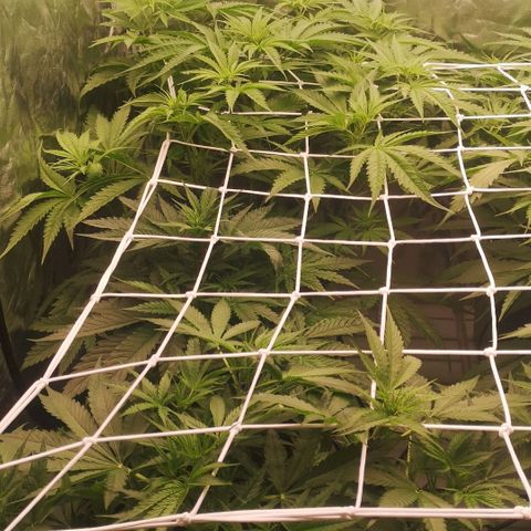 Skunk Sensi seed féminisé  #1 growlog photo: Rehausse lumière 5 cm
40cm de lapex 
