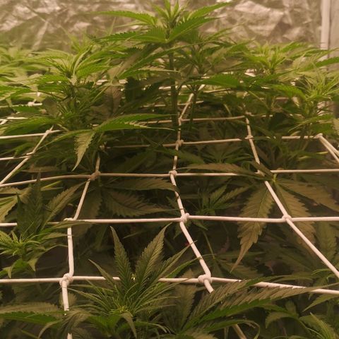 Skunk Sensi seed féminisé  #1 growlog photo: Rehausse lumière 5 cm
40cm de lapex 