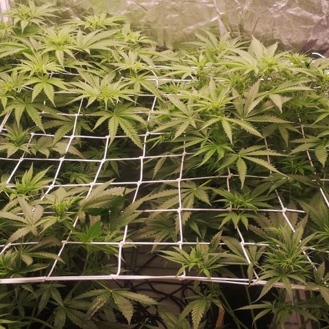 Skunk Sensi seed féminisé  #1 growlog timeline photo