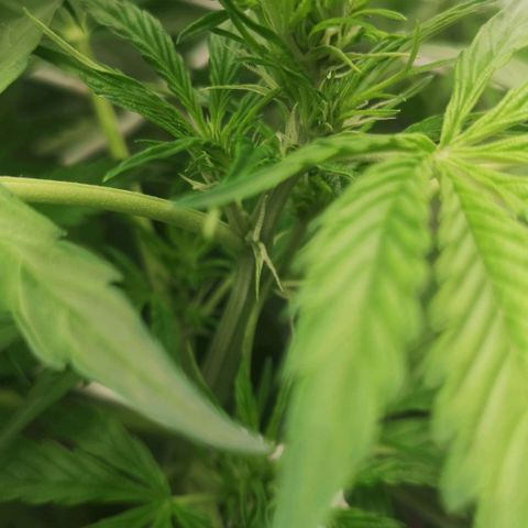 Skunk Sensi seed féminisé  #1 growlog timeline photo