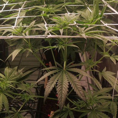 Skunk Sensi seed féminisé  #1 growlog timeline photo