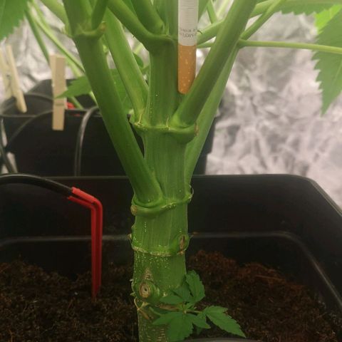 Skunk Sensi seed féminisé  #1 growlog timeline photo