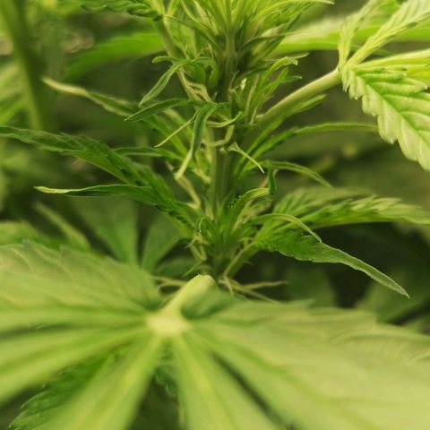 Skunk Sensi seed féminisé  #1 growlog timeline photo