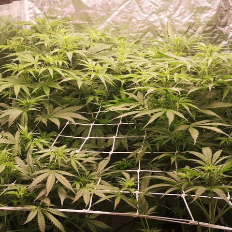 Skunk Sensi seed féminisé  #1 growlog timeline photo