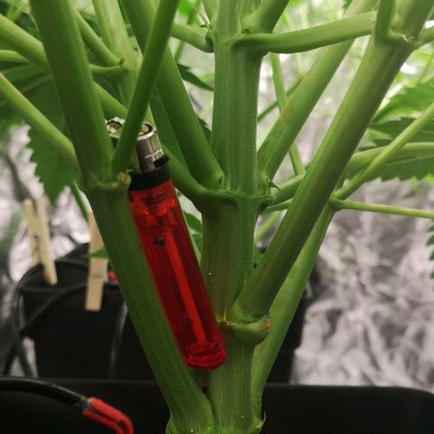 Skunk Sensi seed féminisé  #1 growlog photo: Filet scrog manquant 