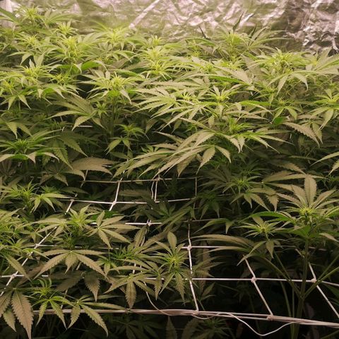 Skunk Sensi seed féminisé  #1 growlog photo: Filet scrog manquant 