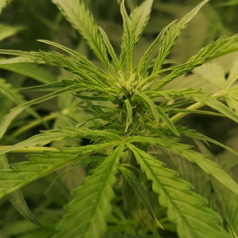 Skunk Sensi seed féminisé  #1 growlog photo: Filet scrog manquant 