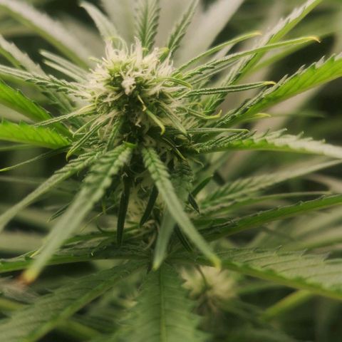 Skunk Sensi seed féminisé  #1 growlog timeline photo
