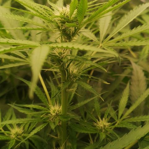 Skunk Sensi seed féminisé  #1 growlog timeline photo