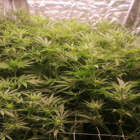 Skunk Sensi seed féminisé  #1 growlog timeline photo