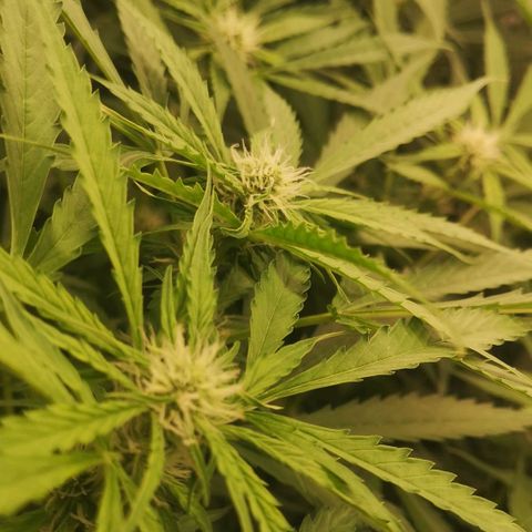 Skunk Sensi seed féminisé  #1 growlog timeline photo
