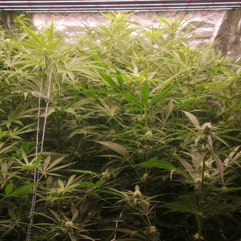 Skunk Sensi seed féminisé  #1 growlog timeline photo