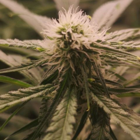 Skunk Sensi seed féminisé  #1 growlog timeline photo