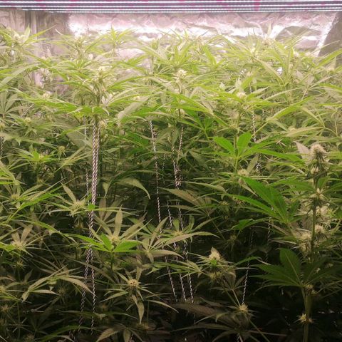 Skunk Sensi seed féminisé  #1 growlog timeline photo