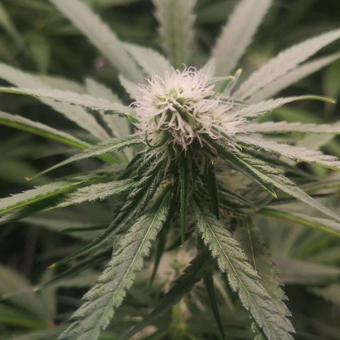 Skunk Sensi seed féminisé  #1 growlog timeline photo