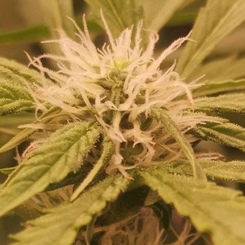 Skunk Sensi seed féminisé  #1 growlog timeline photo