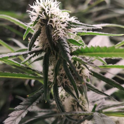 Skunk Sensi seed féminisé  #1 growlog photo: Rehausse lampe 5cm cereflex 