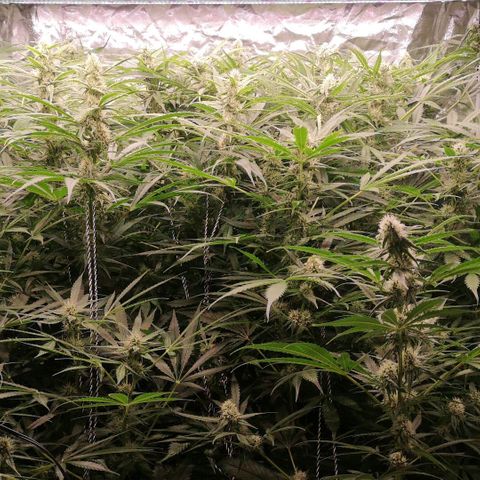 Skunk Sensi seed féminisé  #1 growlog photo: Rehausse lampe 5cm cereflex 