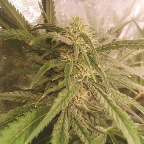 Skunk Sensi seed féminisé  #1 growlog photo: Ras