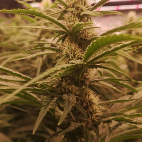 Skunk Sensi seed féminisé  #1 growlog photo: Ras