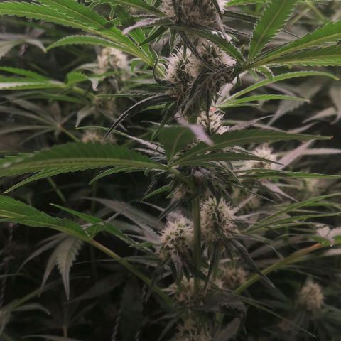 Skunk Sensi seed féminisé  #1 growlog photo: Ras