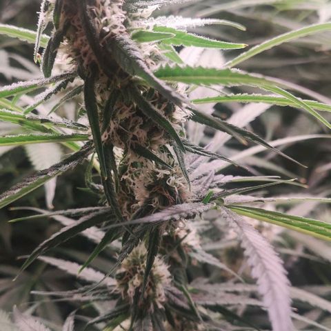 Skunk Sensi seed féminisé  #1 growlog timeline photo