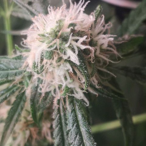 Skunk Sensi seed féminisé  #1 growlog timeline photo
