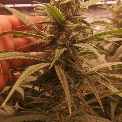 Skunk Sensi seed féminisé  #1 growlog timeline photo