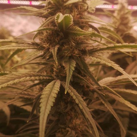 Skunk Sensi seed féminisé  #1 growlog timeline photo