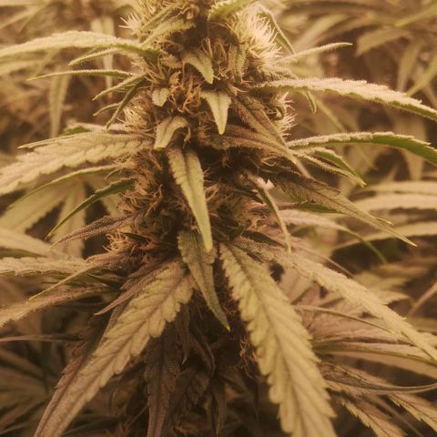 Skunk Sensi seed féminisé  #1 growlog timeline photo