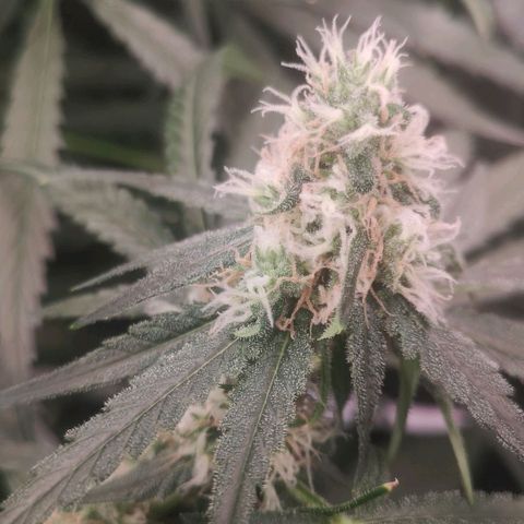 Skunk Sensi seed féminisé  #1 growlog timeline photo