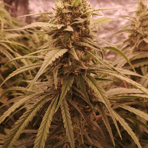 Skunk Sensi seed féminisé  #1 growlog timeline photo