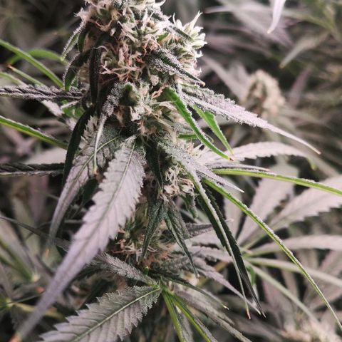 Skunk Sensi seed féminisé  #1 growlog timeline photo
